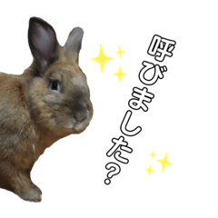 Rabbit Mocha Jiro