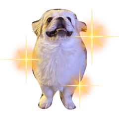 ペキニーズと申します。以後お見知り置きを