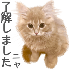 Munchkin cat , Mon-chan