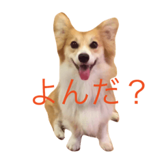 corgi-angie