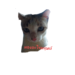 cat_20210926172100