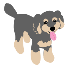 Black and Tan Toy Poodle2