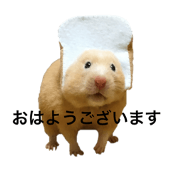 KINAKO of the hamster