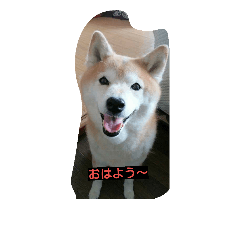 shibainumame