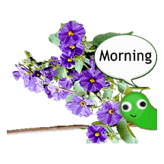 Flower and Butterfly1