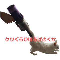 White cat miiko dayo!