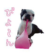 ボストンテリアのオレオちゃん