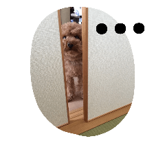 toy poodle of a fukuchan