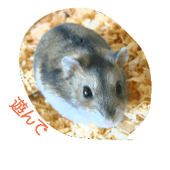 Hamster named Kororinko 2