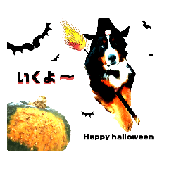 Halloween xmas Bernese Mountain Dogs