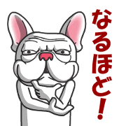 Funny French bulldog