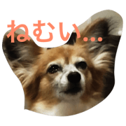 dog daughter