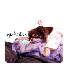 All my dogs