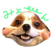 cavayuki