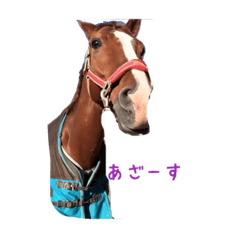 uma_stamp_horse