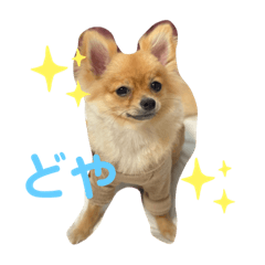 ponzu_20210928231305
