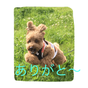 toypoodlepoko2