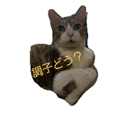le-cat stamp