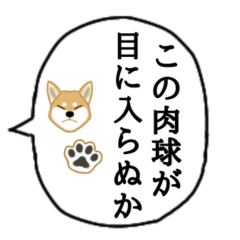 武士語で喋りたい柴犬