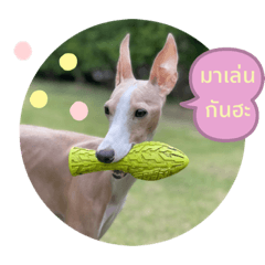 KK the Greyhound