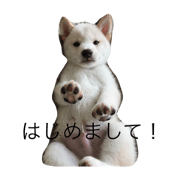 Shiba inu  Daifuku's everyday.