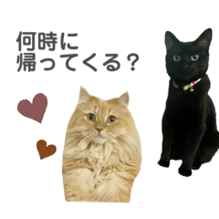 Pon&Ame