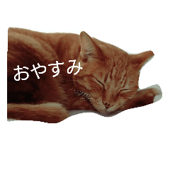 nekotonekoto