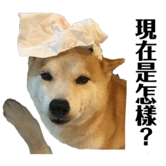 狗爪爪