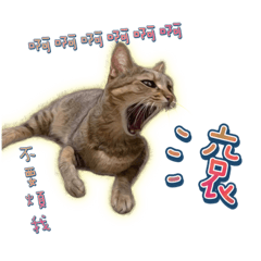 甘丹喵家族