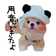 He is Maple.