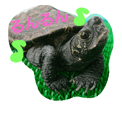 turtle guineapig ferret