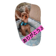 YorksireTerrier