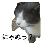 farm cat pothi