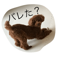 lovely dog chocolat