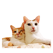 twocats.
