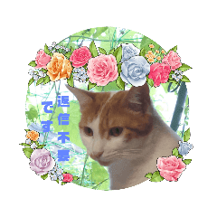 猫写真スタンプ 敬語ver Lineクリエイターズスタンプ Stamplist 猫写真スタンプ 敬語ver Lineクリエイターズスタンプ Stamplist