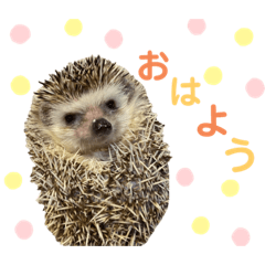 sayuri_20210929224031