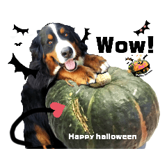 Cute super big dog Holloween and X'mas