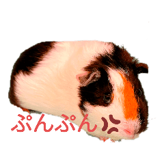 キュンキュン かわいいモルモット Lineクリエイターズスタンプ Stamplist キュンキュン かわいいモルモット Lineクリエイターズスタンプ Stamplist