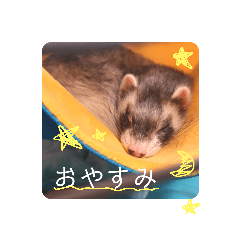 ferret very cute