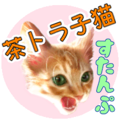 kitty cat Toramasa