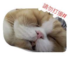 I am an old cat!