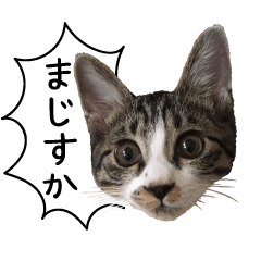 Silver tabby cat,KOTETSU sticker