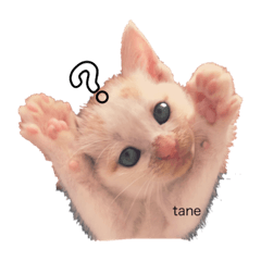 tanechan.cat