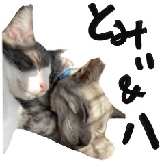 Tomy&hachi cats 3