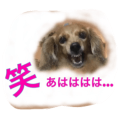 dog stamp cute