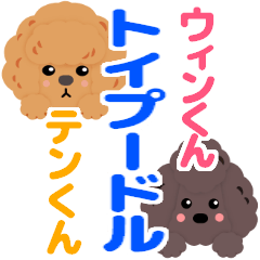 tenwin toy poodle