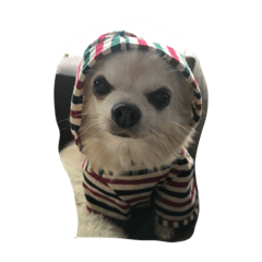 chihuahua lovely