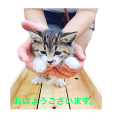 MaruKoharu!