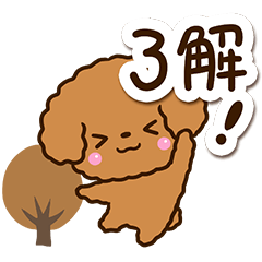 Toy poodle Red6